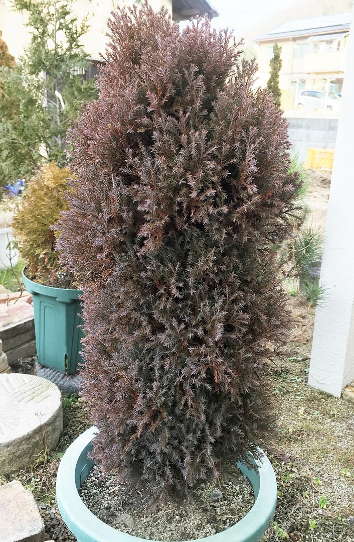 706px P.orientalis'rosedalisr'