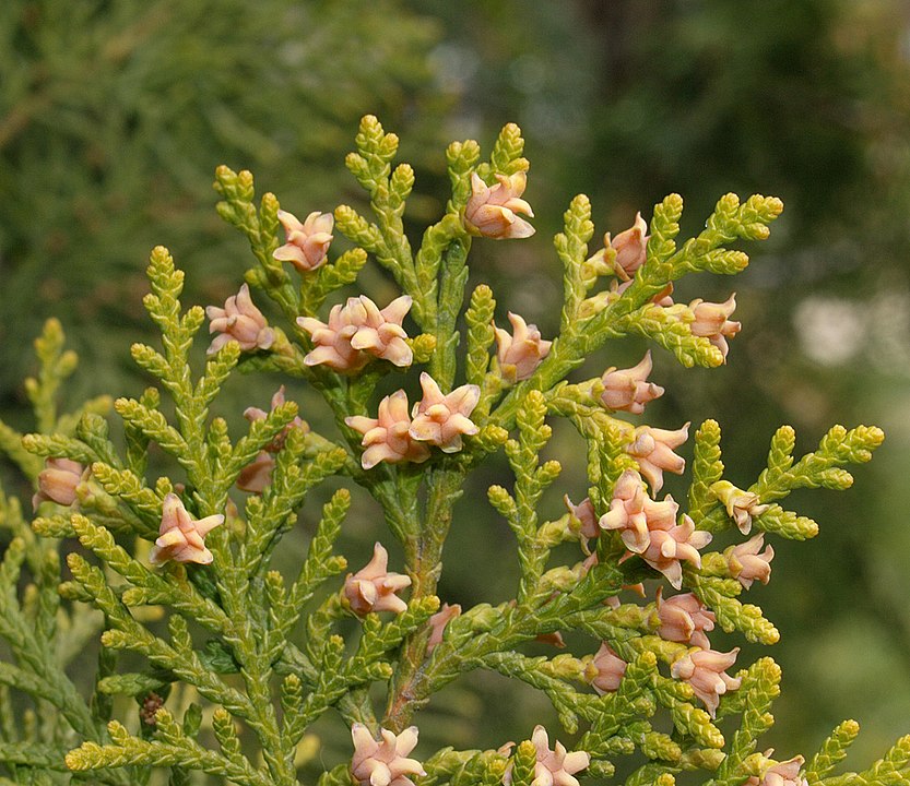 833px Platycladus Orientalis 20070330 3