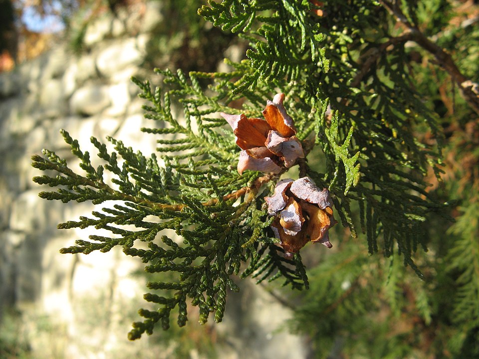 960px Platycladus Orientalis Cones