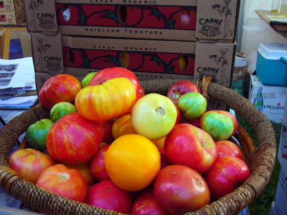 Cà Chua Bạch Tuộc 2