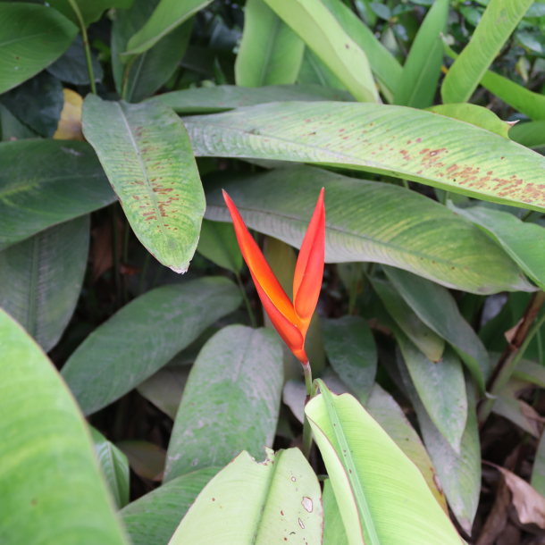 Chuối Mỏ Két 1
