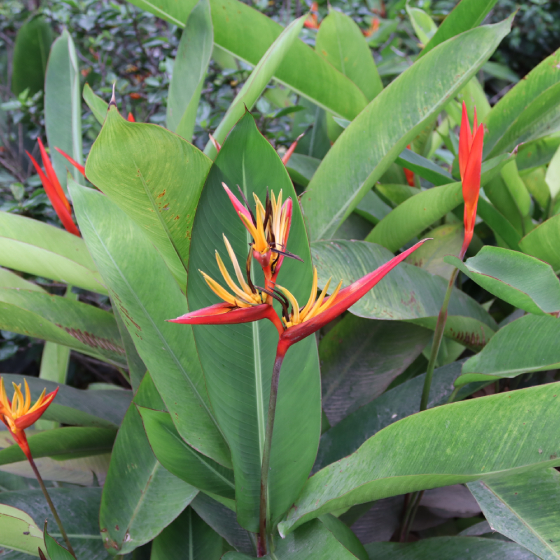 Chuối Mỏ Két 4