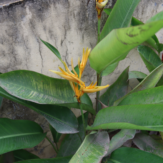 Chuối Mỏ Két 6