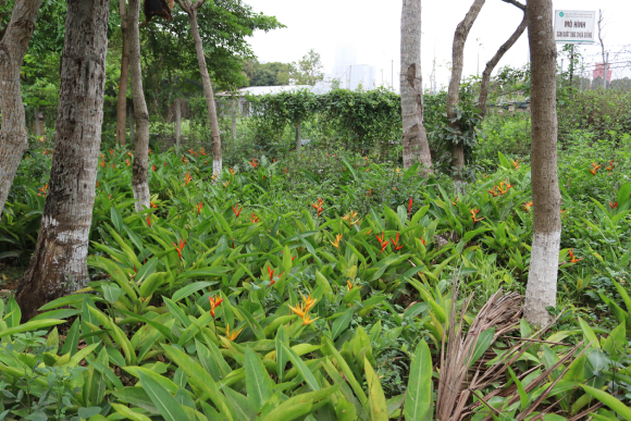 Chuối Mỏ Két 7