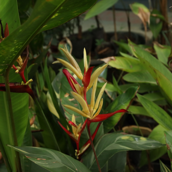 Chuối Mỏ Két 8