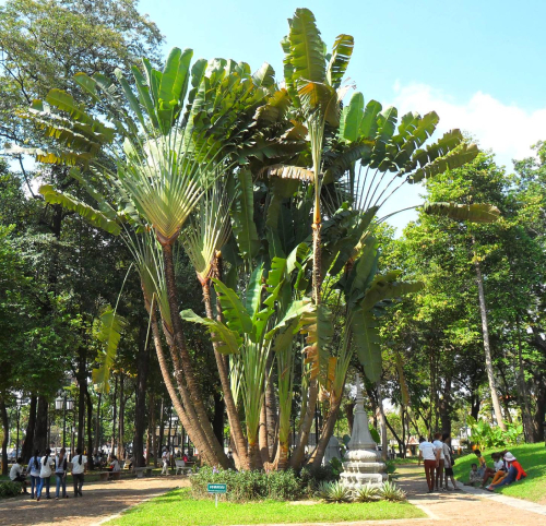 Chuối Rẻ Quạt 2