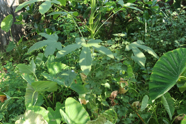 Đậu Bắp 4