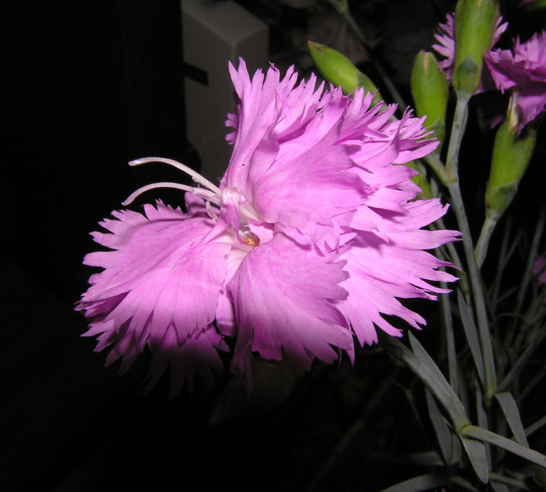 Hạt Giống Cẩm Chướng 1