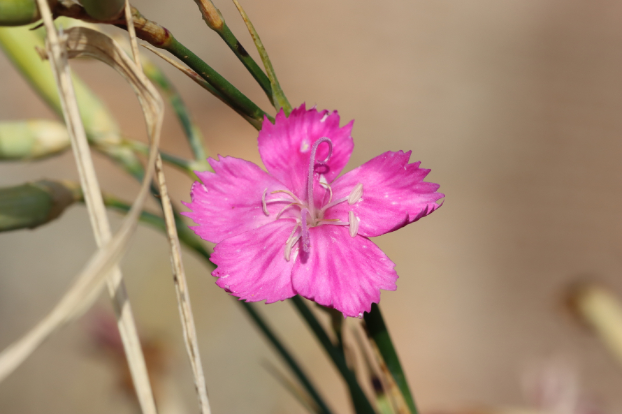Hạt Giống Cẩm Chướng 3