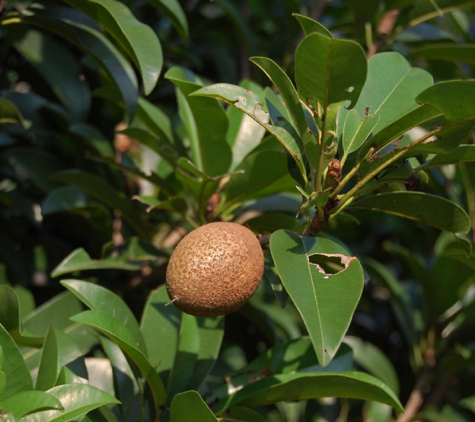 Hồng Xiêm 4