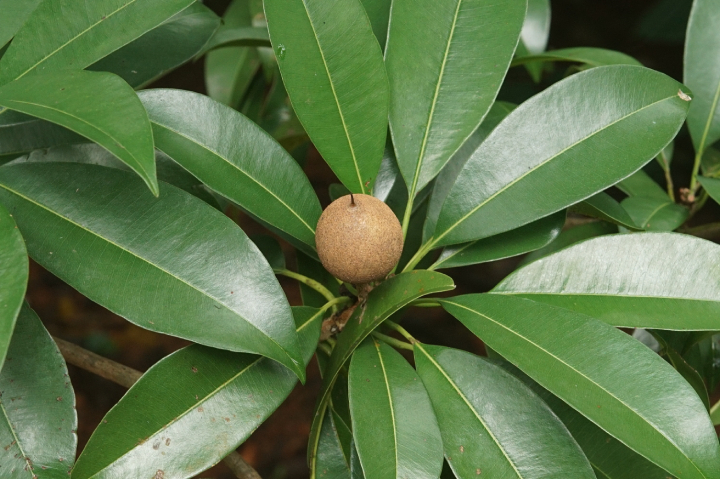 Hồng Xiêm 6