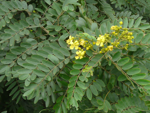 Muồng đen 4