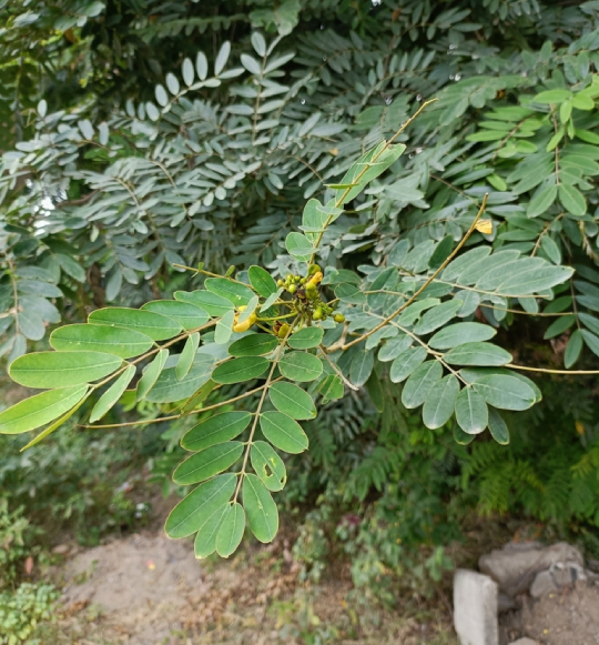 Muồng đen 5