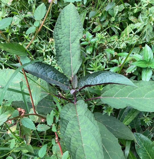 Pháo Bông 8