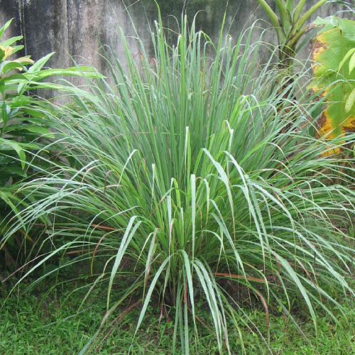 Sả Chanh Ấn Độ 3