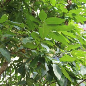 Vối 2.1