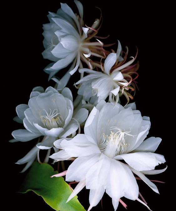 Quỳnh trắng là loài hoa đầy tinh túy và sức cuốn hút. Với màu trắng tinh khôi và hương thơm nhẹ nhàng, quỳnh trắng làm cho không gian trở nên thanh thoát và tươi mới. Hãy cùng ngắm nhìn hình ảnh về quỳnh trắng để bắt đầu một ngày mới đầy năng lượng và sự tươi mới.