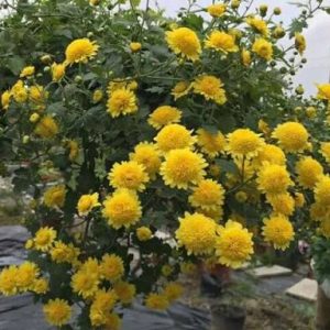 Hoa cúc rủ vàng