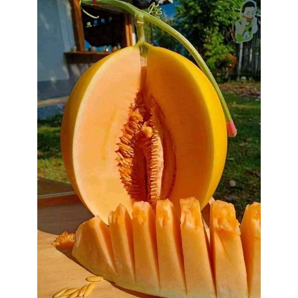 Hạt Giống Dưa Lê Siêu Ngọt Kim Cô Nương (23/12/2020) Hạt Giống Dưa Lê Siêu Ngọt Kim Cô Nương (23/12/2020)