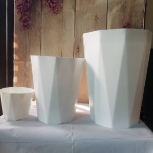 Chậu Kim Cương ( 12/12/2020 )