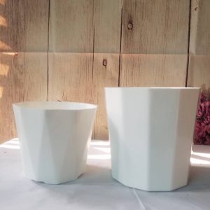 Chậu Kim Cương ( 12/12/2020 )