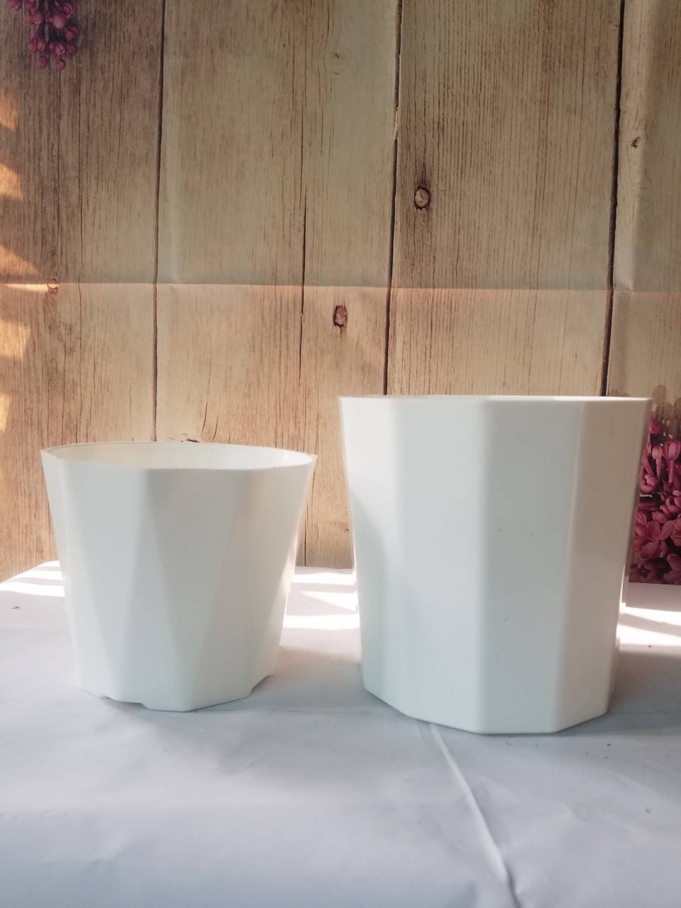 Chậu Kim Cương ( 12/12/2020 ) Chậu Kim Cương ( 12/12/2020 )