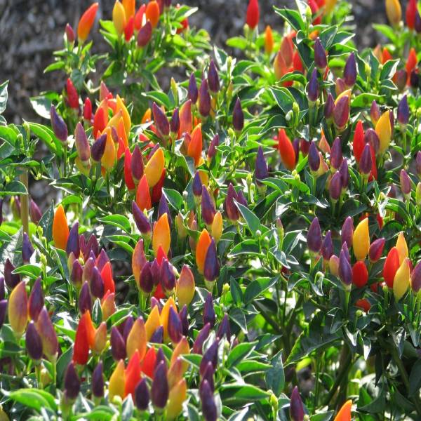 Ớt ngũ sắc (31/12/2020) Ớt ngũ sắc (31/12/2020)