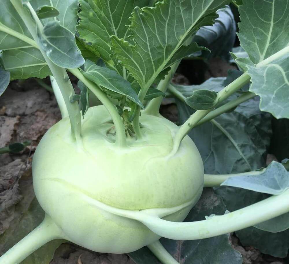 Hạt Giống Su Hào Xanh (21/12/2020) Hạt Giống Su Hào Xanh (21/12/2020)