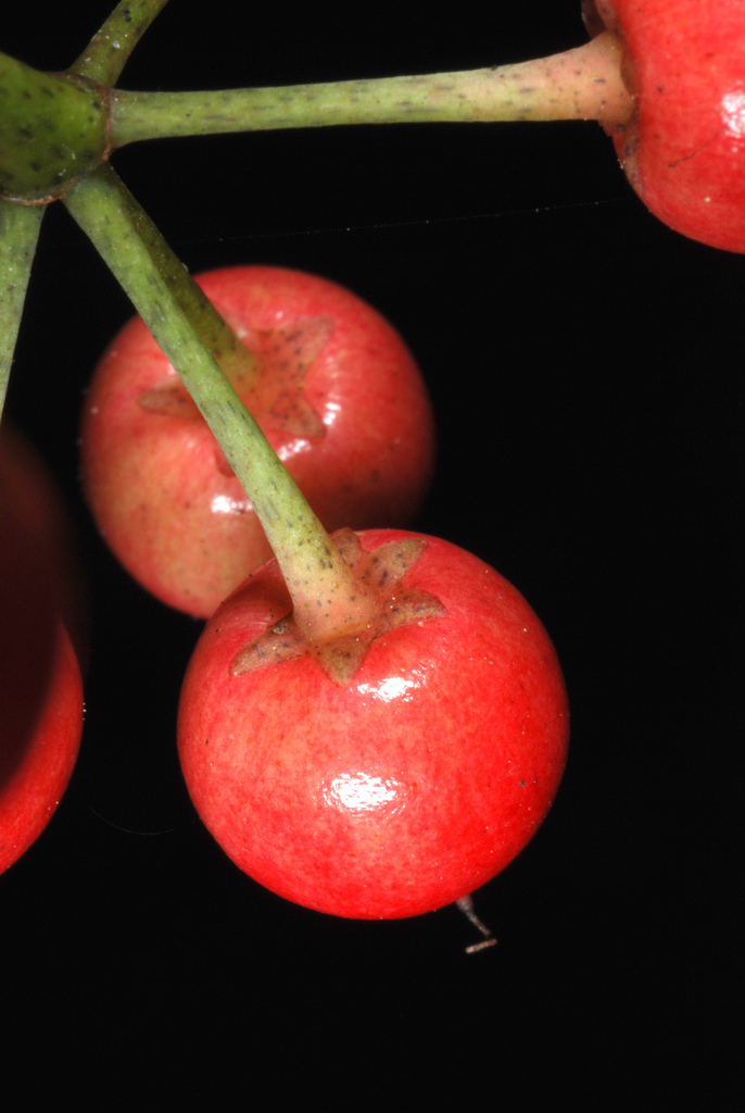 Kim Ngân Lượng 5