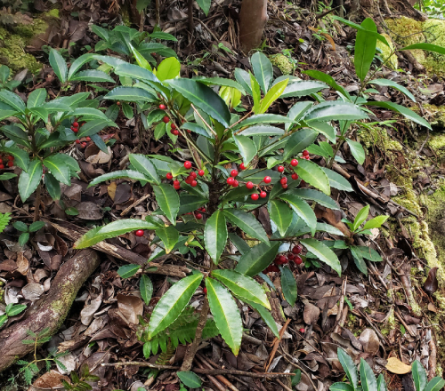 Kim Ngân Lượng 8