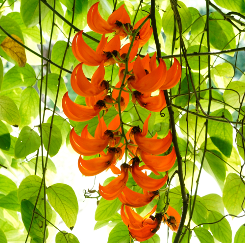 Móng Cọp đỏ 1