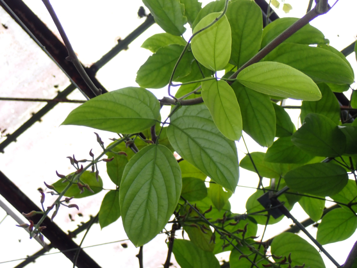 Móng Cọp đỏ 4