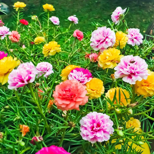 Mười Giờ Thái 2