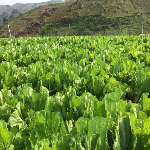 Ruộng cải đông dư