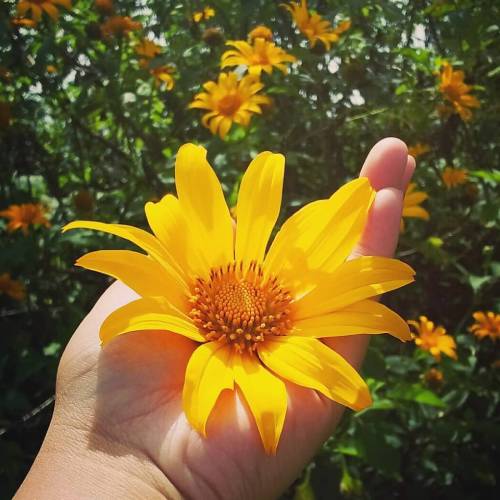 Hoa dã quỳ rực rỡ