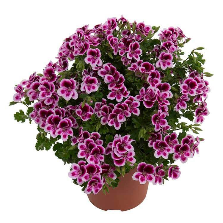 Hoa rực rỡ mê đắm lòng người