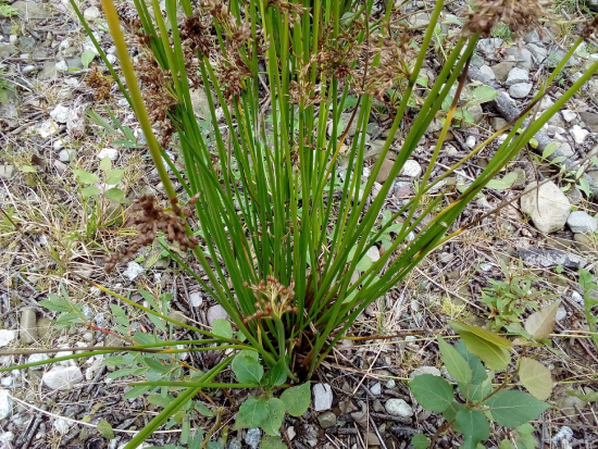 Bấc đèn 3