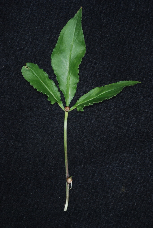 Bán Hạ Trung Quốc 5