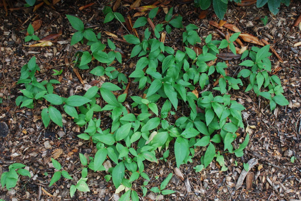 Bán Hạ Trung Quốc 8