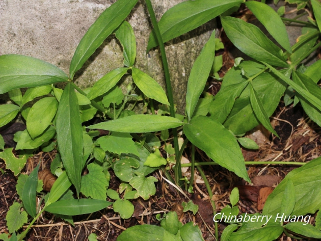 Bán Hạ Trung Quốc 9