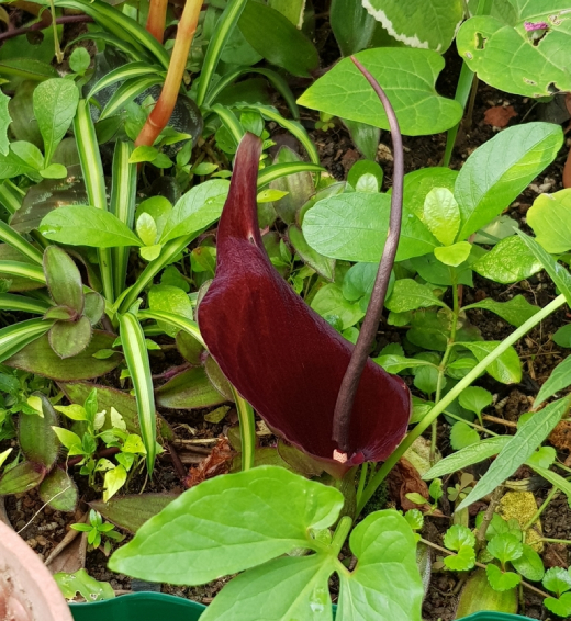 Bán Hạ Việt Nam 1