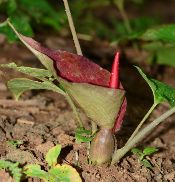 Bán Hạ Việt Nam 2