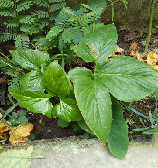 Bán Hạ Việt Nam 3