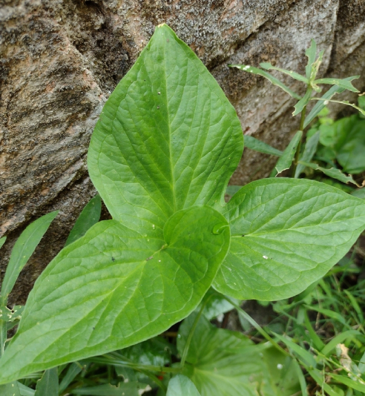 Bán Hạ Việt Nam 4