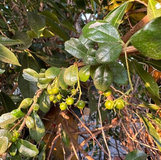 Bùm Sụm 5
