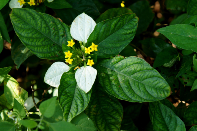Bướm Bạc (ảnh Chứng 1)