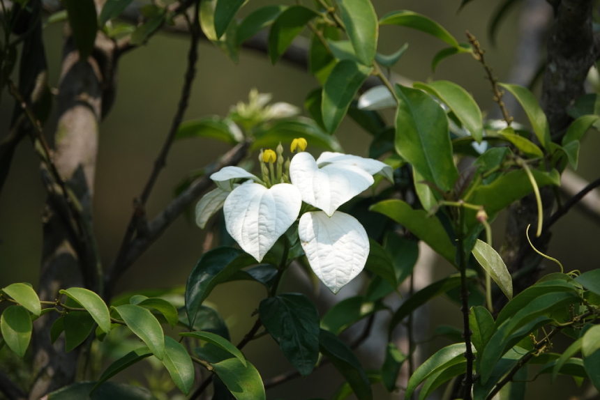 Bướm Bạc (ảnh Chứng 4)