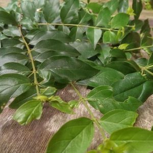 Catunaregam Tomentosa Leaves (1)