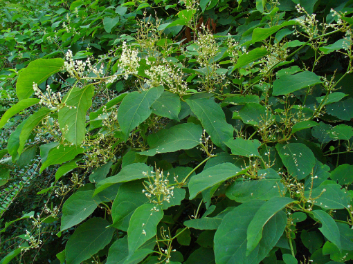 Cốt Khí 1