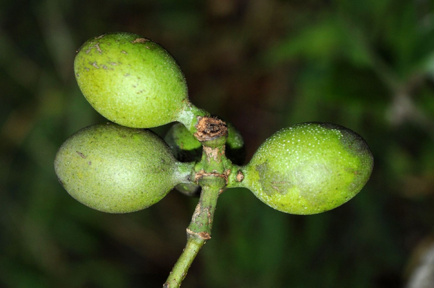 Dây Gắm 4